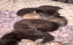 British Shorthair cats for sale: 5 British short hair kittens  - Image 9