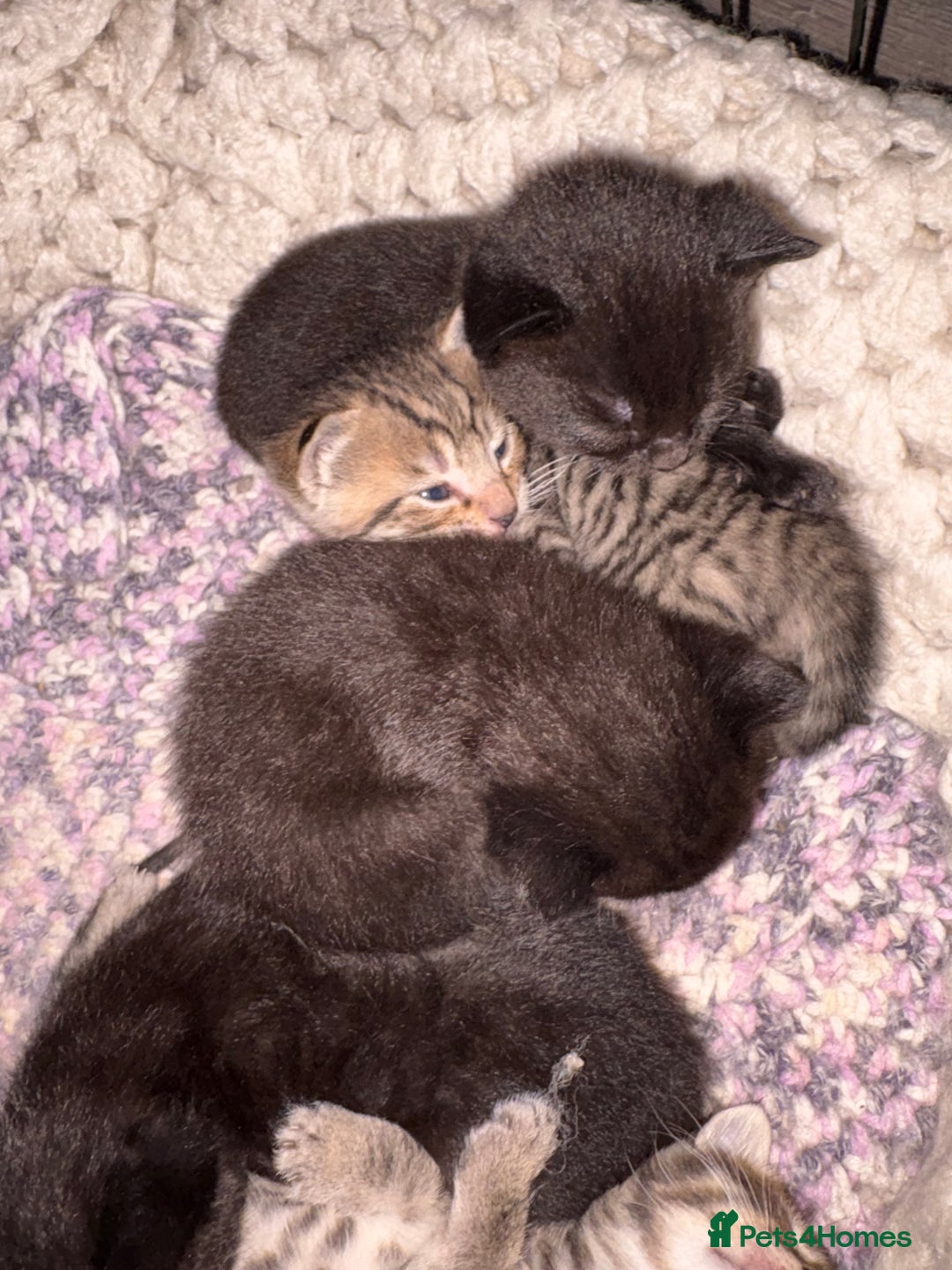 British Shorthair cats for sale: 5 British short hair kittens  - Image 9