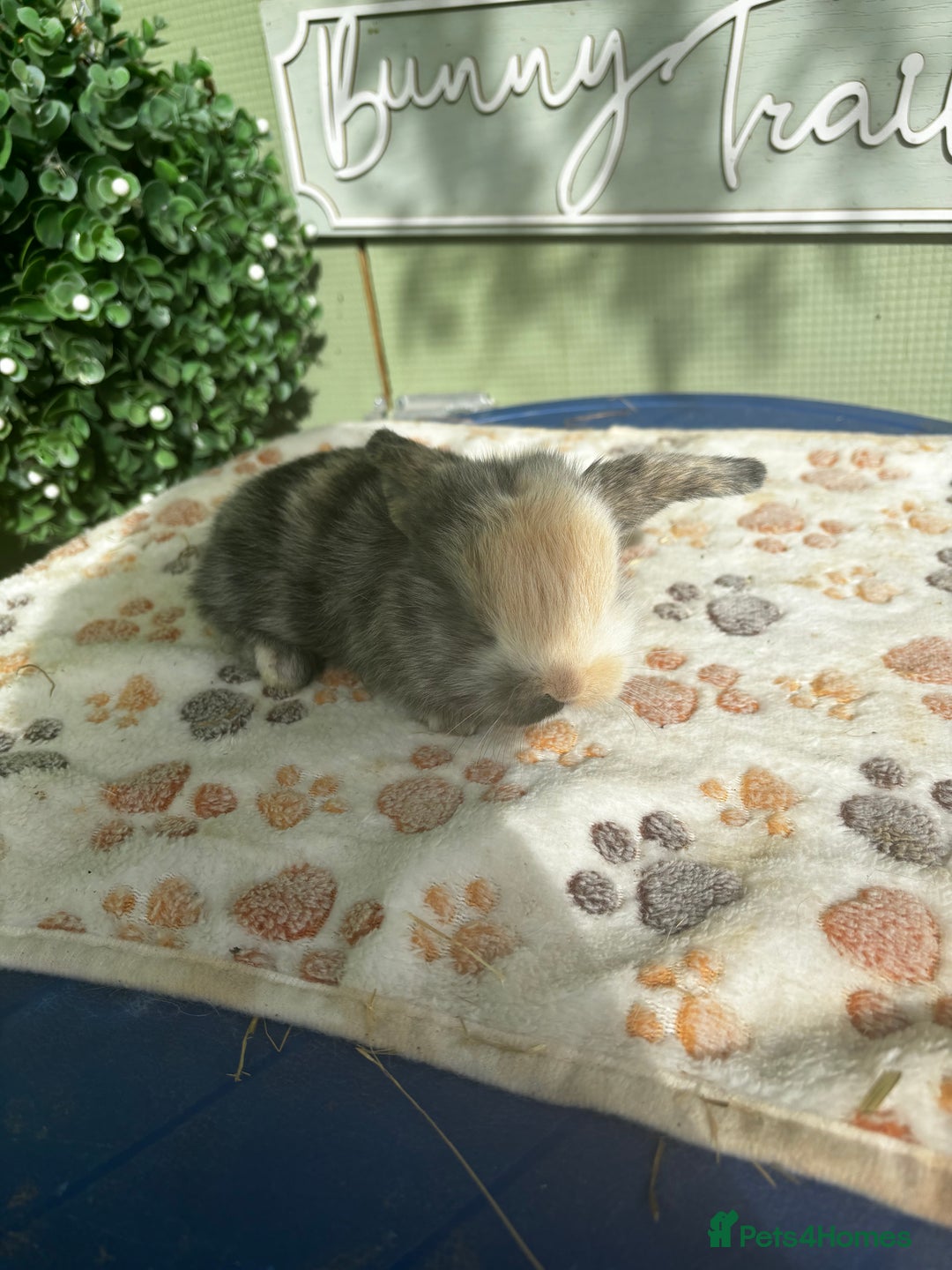 Mini Lop rabbits for sale: ❤️❤️Beautiful minilop bubbies for sale ❤️❤️ - Image 7