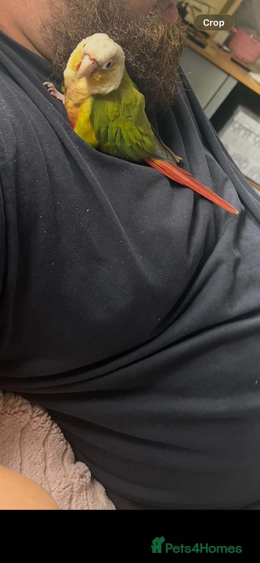 Conures birds for sale: Conure for sale  - Advert 2