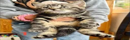 Mixed Breed cats for sale: Tabby kittens - Advert 17