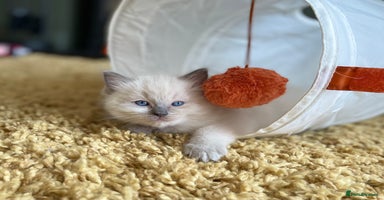 Ragdoll cats - Advert 15
