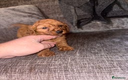 Cockapoo dogs for sale: Red cockapoo boy  - Image 3