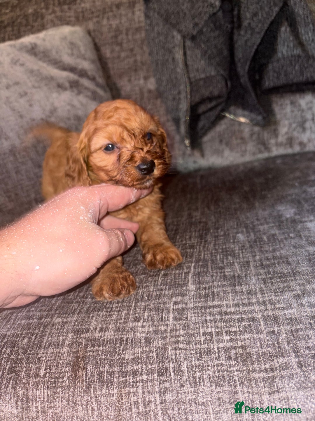 Cockapoo dogs for sale: Red cockapoo boy  - Image 3