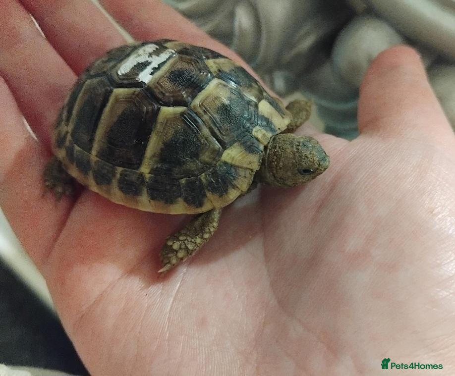 Tortoise reptiles Beautiful 2 year old Herman tortoise 🐢  - Advert 1