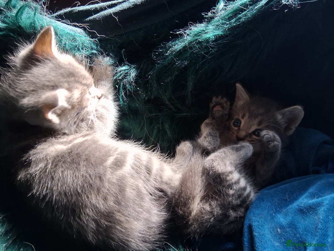 Mixed Breed cats for sale: Awesome Spotty Dotty Silver  Blue Bengal x Kittens - Image 7