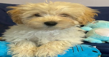 Mixed Breed dogs Beautiful Shihpoo cross maltese puppies - Advert 12