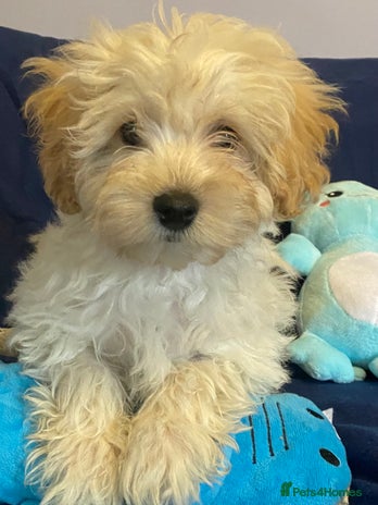 Mixed Breed dogs - Advert 3