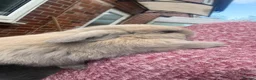 Mini Lop rabbits for sale: Mini loop - Advert 7