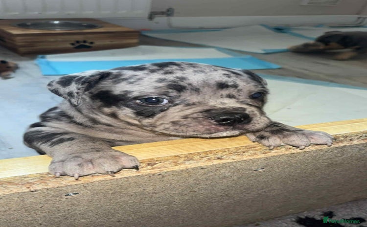 Mixed Breed dogs - Advert 10