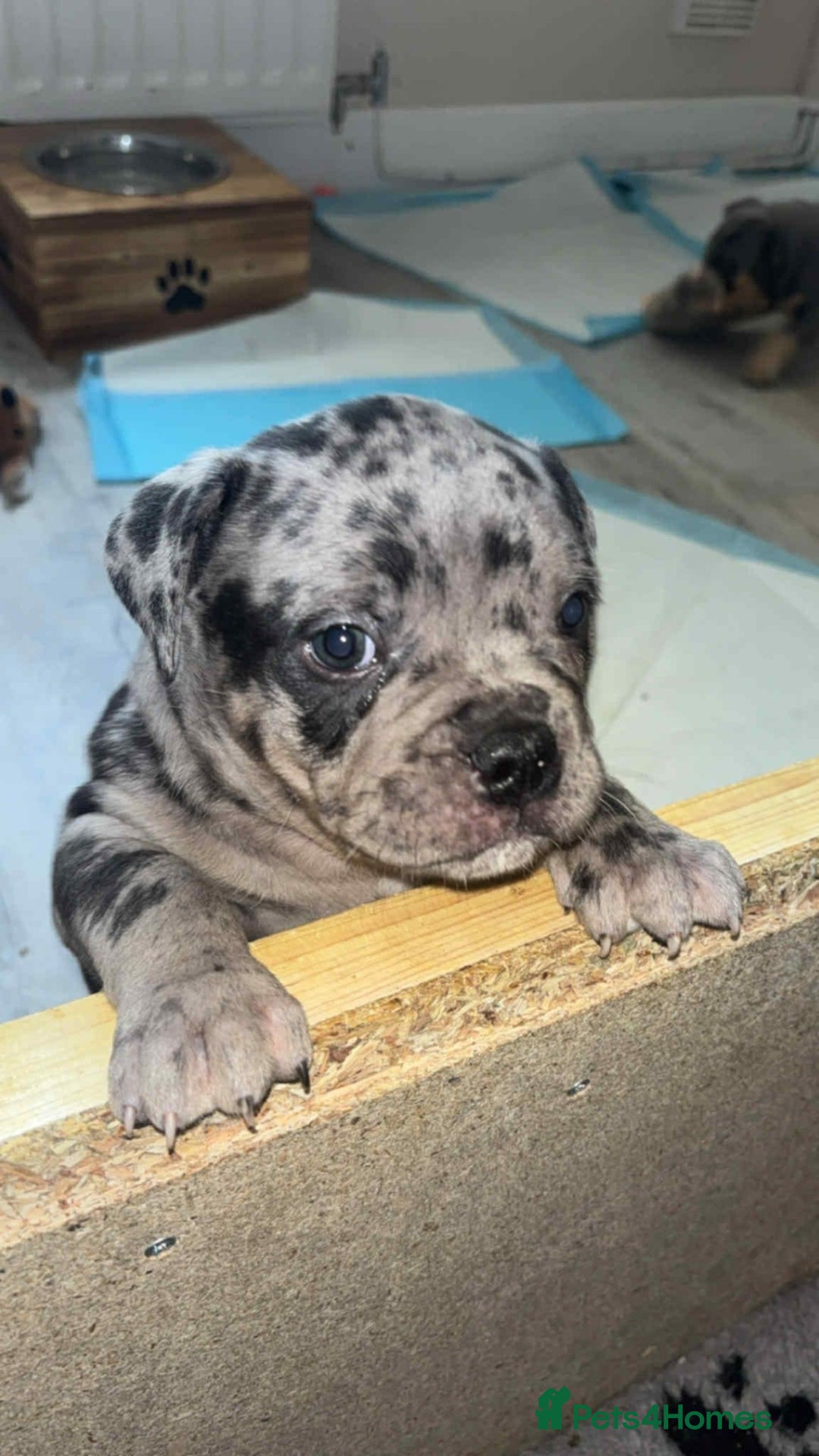 Mixed Breed dogs for sale: Beautiful pups with stunning markings  - Image 1