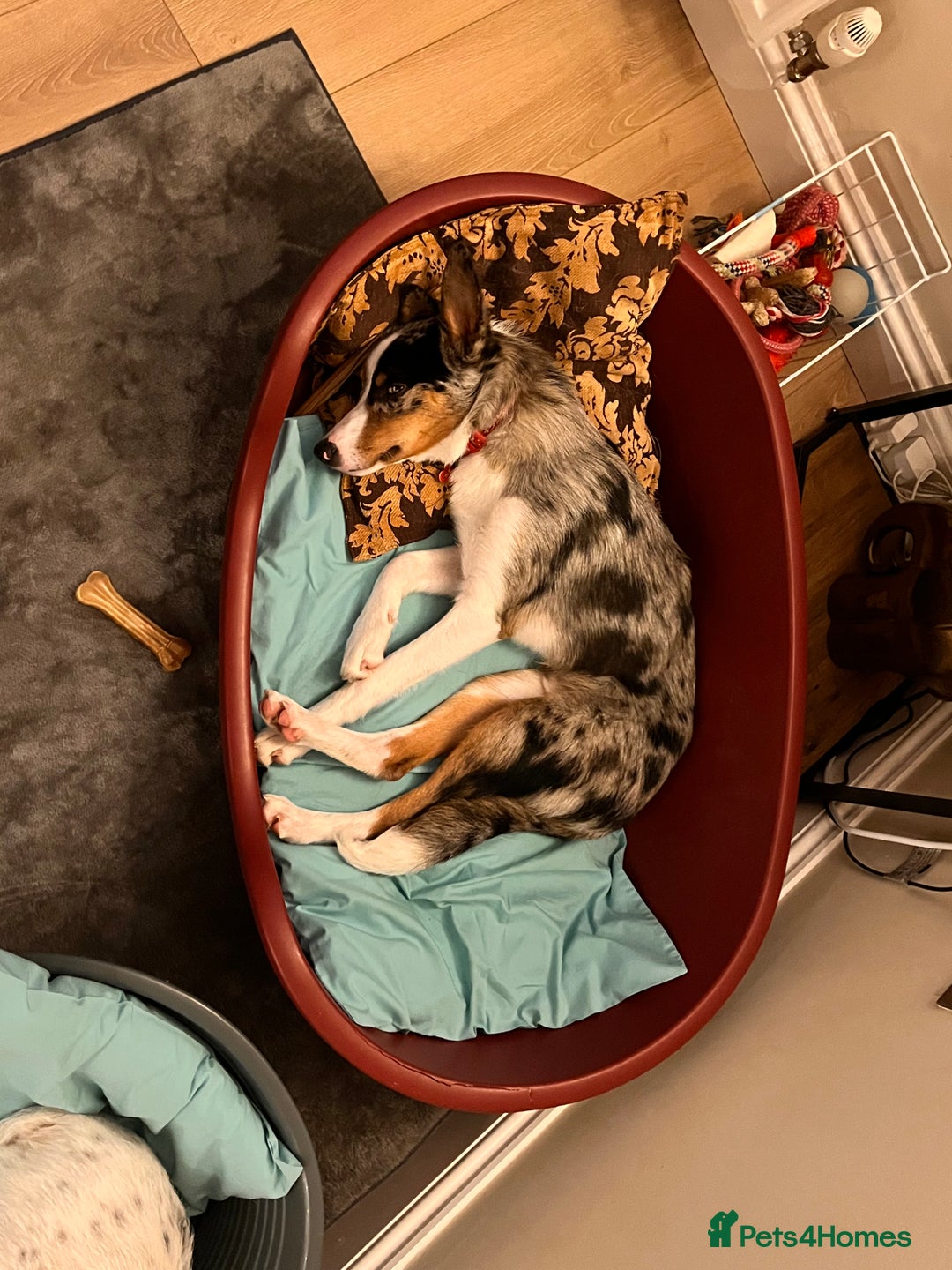 Border Collie dogs for sale: Border collie blue merle 7 months pup - Advert 4