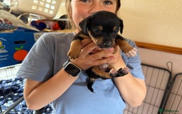 Jack Russell dogs for sale: Gorgeous Jack Russell Puppies - Image 25