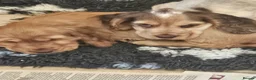 Cocker Spaniel dogs for sale: Gorgeous golden Show Cocker Spaniel  - Advert 4