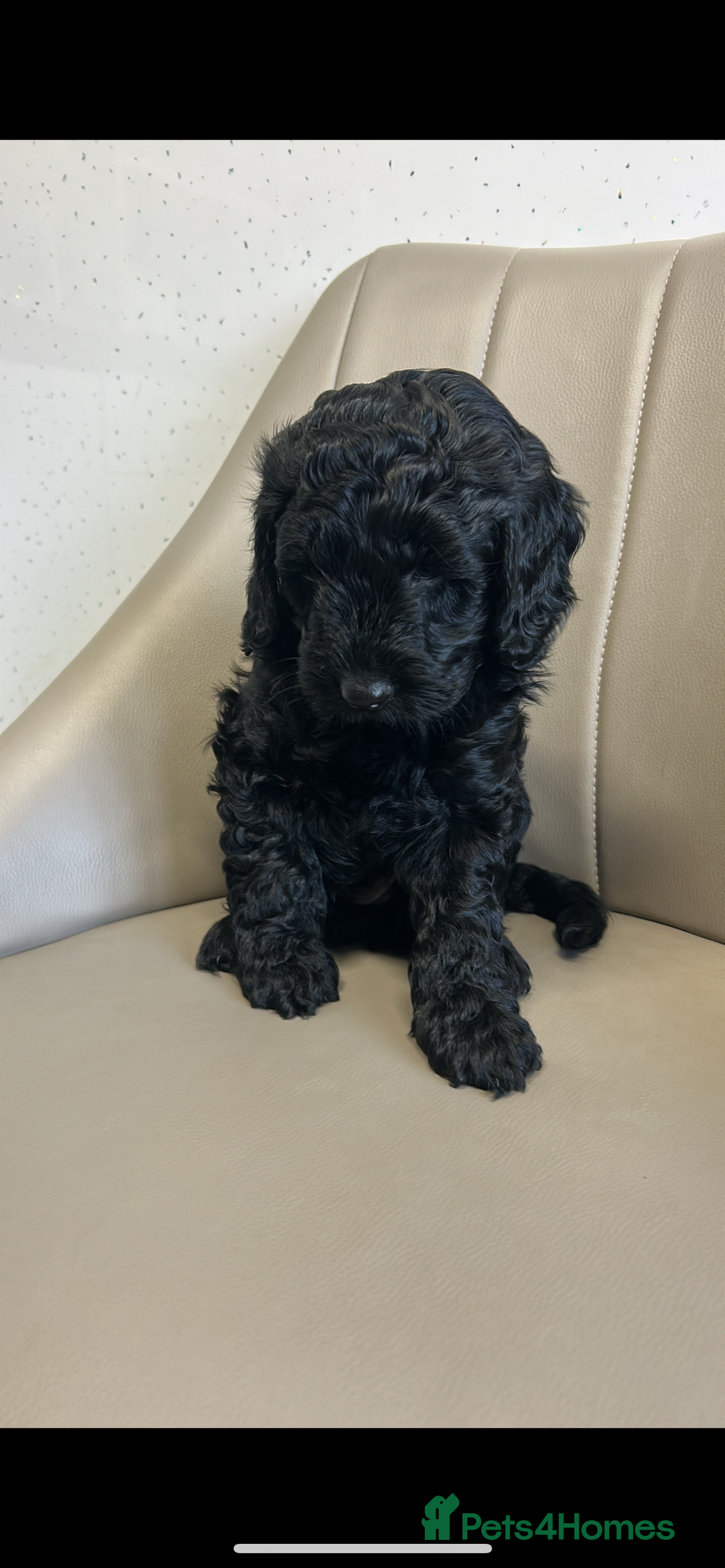 Cockapoo dogs for sale: Beautiful Cockapoo Puppies  - Advert 17