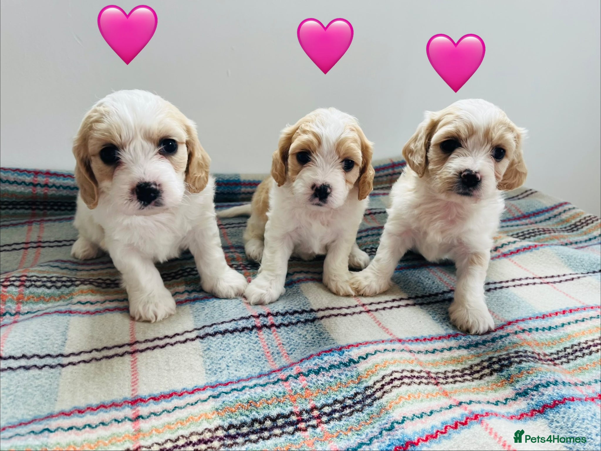 Cavachon dogs Cavachon puppies - Advert 2