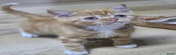 Scottish Fold cats for sale: Beautiful Double fold - Advert 12