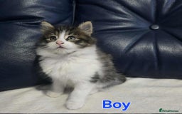 Maine Coon cats for sale: Adorable kittens mixed Maine Coon - Image 3