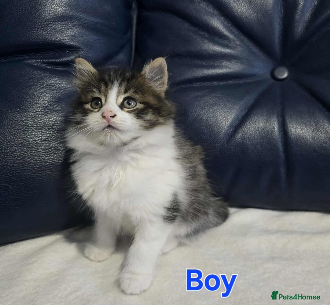 Maine Coon cats for sale: Adorable kittens mixed Maine Coon - Image 3