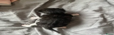 black and white kitten 