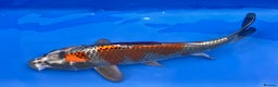 Koi Carp fish for sale: Huge selection of Japanese Koi for sale - Advert 21