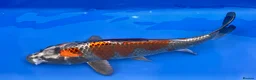 Koi Carp fish for sale: MASSIVE WINTER KOI SALE - 50% off - Advert 20