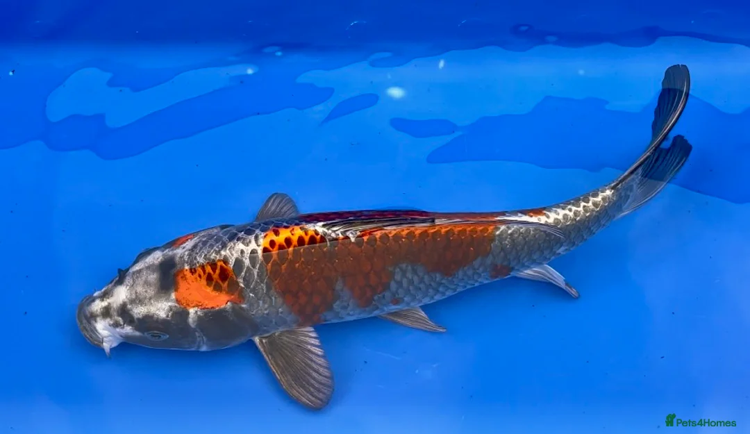 Koi Carp fish for sale: MASSIVE WINTER KOI SALE - 50% off - Advert 20