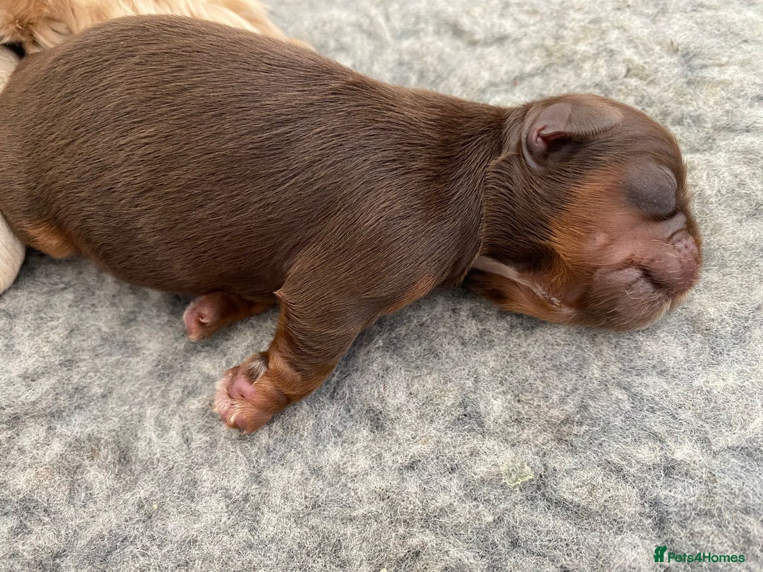 Shih Tzu dogs for sale: ✨️Exceptional Imperial Litter✨️ - Image 21