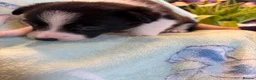 Border Collie dogs for sale: Boarder Collie puppies looking for active homes in Worcester - Advert 3