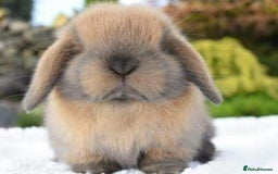 Mini Lop rabbits for sale: VACCINATED, wormed & fleaed MINI BABES READY NOW - Image 18
