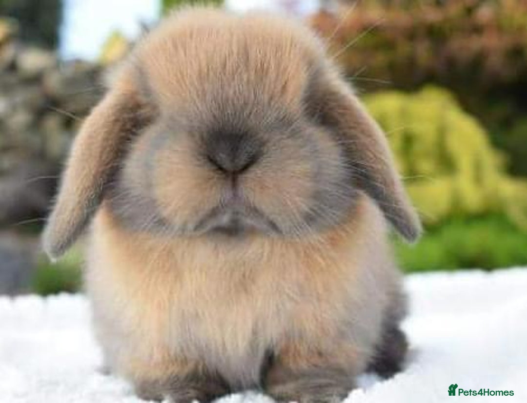 Mini Lop rabbits for sale: VACCINATED, wormed & fleaed MINI BABES READY NOW - Image 18