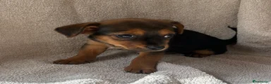 Chorkie 1 female 