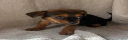 Chorkie dogs for sale: 3 beautiful Chorkie puppys - Advert 6