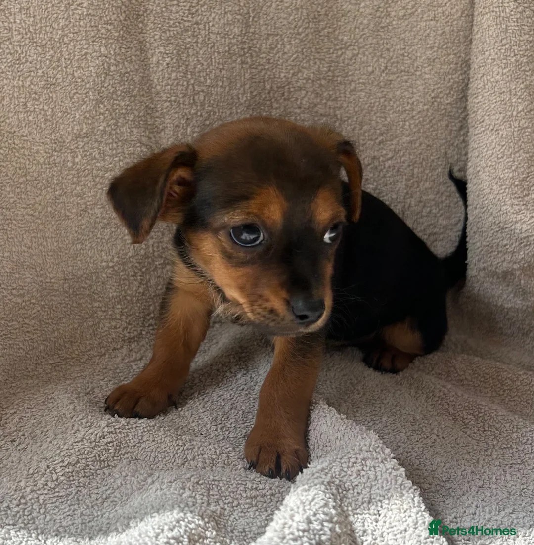 Chorkie dogs for sale: 3 beautiful Chorkie puppys - Advert 6