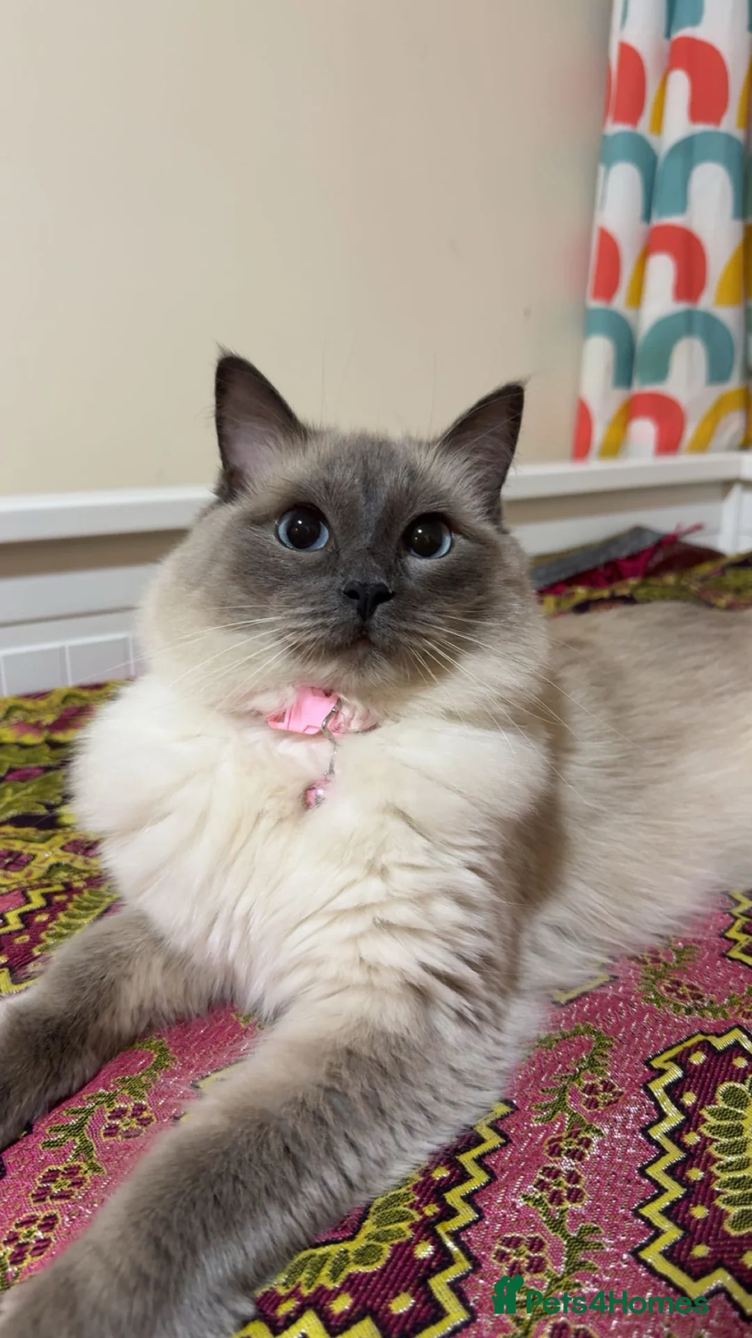 Ragdoll cats for sale: RAGDOLL CAT FOR SALE - URGENT  - Advert 2