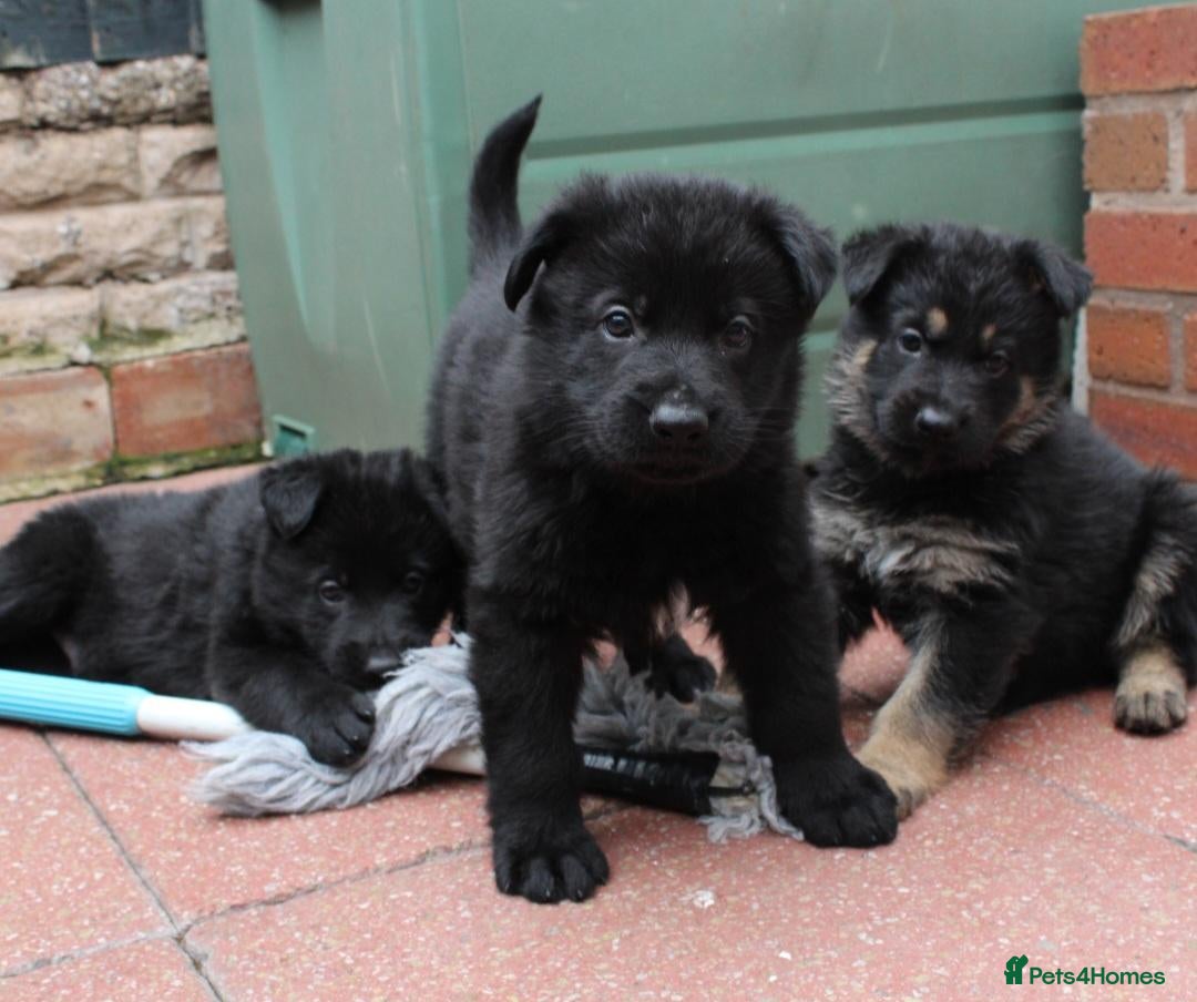 German Shepherd dogs **KC REGISTER GERMAN SHEPHERD PUPPIES 🐶  - Advert 2