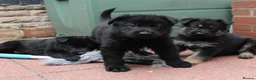 German Shepherd dogs for sale: GERMAN SHEPHERD PUPPIES 🐶  - Advert 8