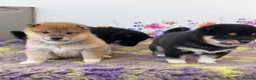 Japanese Shiba Inu dogs for sale: Elite Japanese Shiba Inu puppies, pure excellence - Advert 12