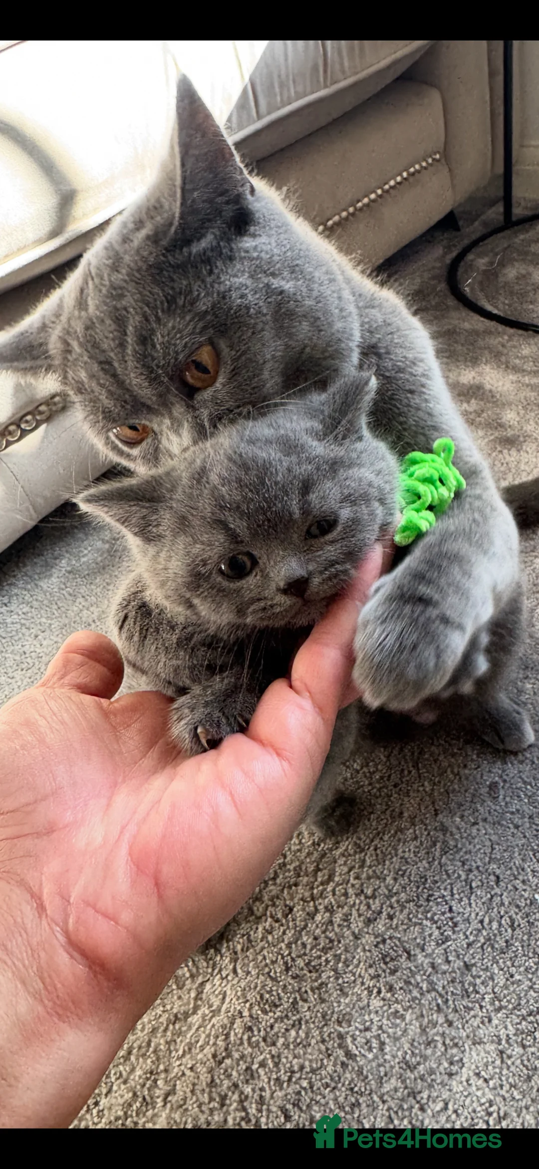 British Shorthair cats for sale: BRITISH SHORTHAIR BLUE - INSANELY BEAUTIFUL  in Chelmsford - Advert 1