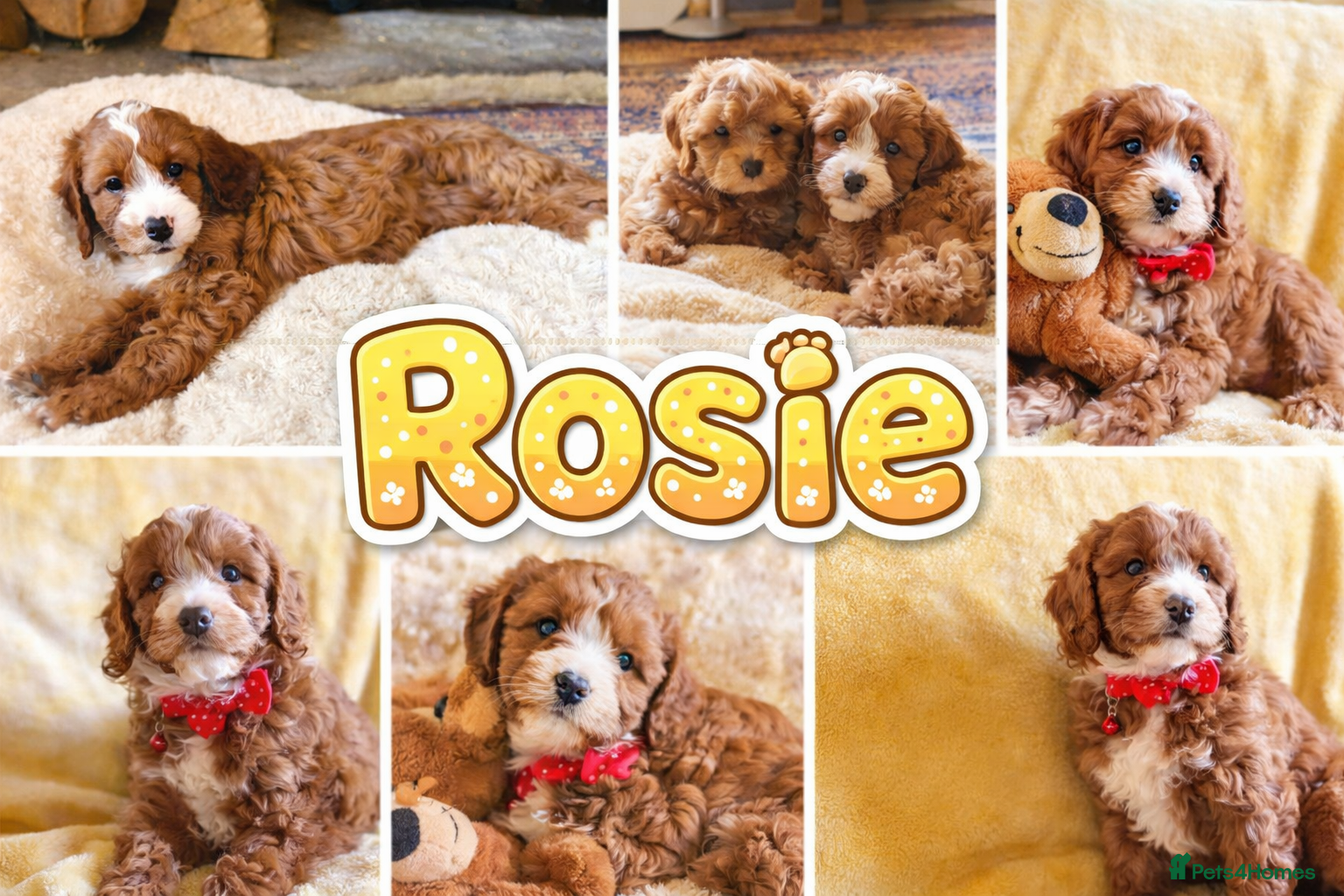 Cavapoo dogs Hypoallergenic F1 type Cavapoo Pups(Dad PRA Clear) - Advert 6