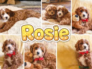 Cavapoo dogs Hypoallergenic F1 type Cavapoo Pups(Dad PRA Clear) - Advert 6