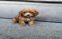 Cavapoo dogs for sale: Stunning F1 Cavapoos kc reg parents  - Image 9