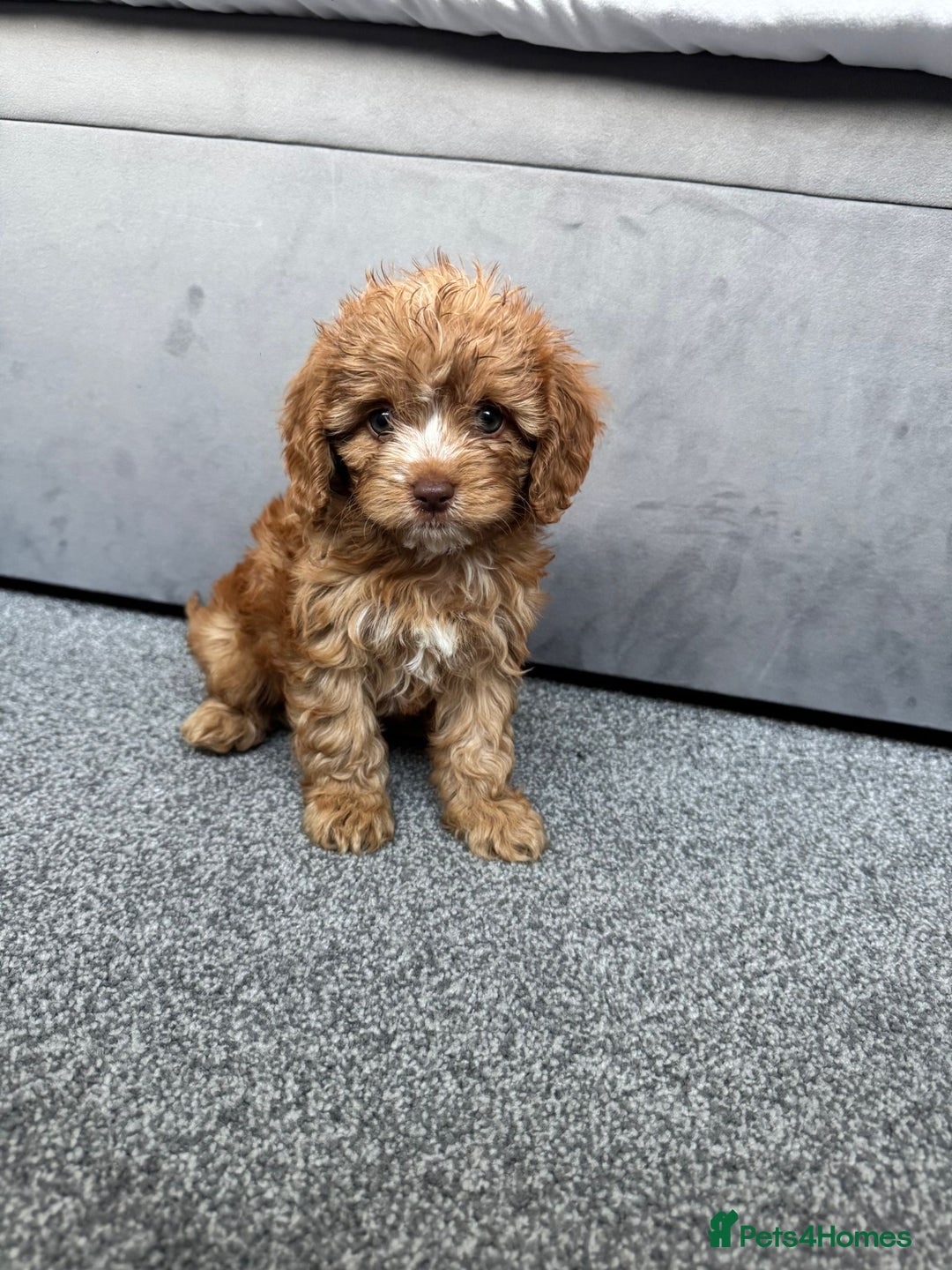 Cavapoo dogs for sale: Stunning F1 Cavapoos kc reg parents  - Image 9