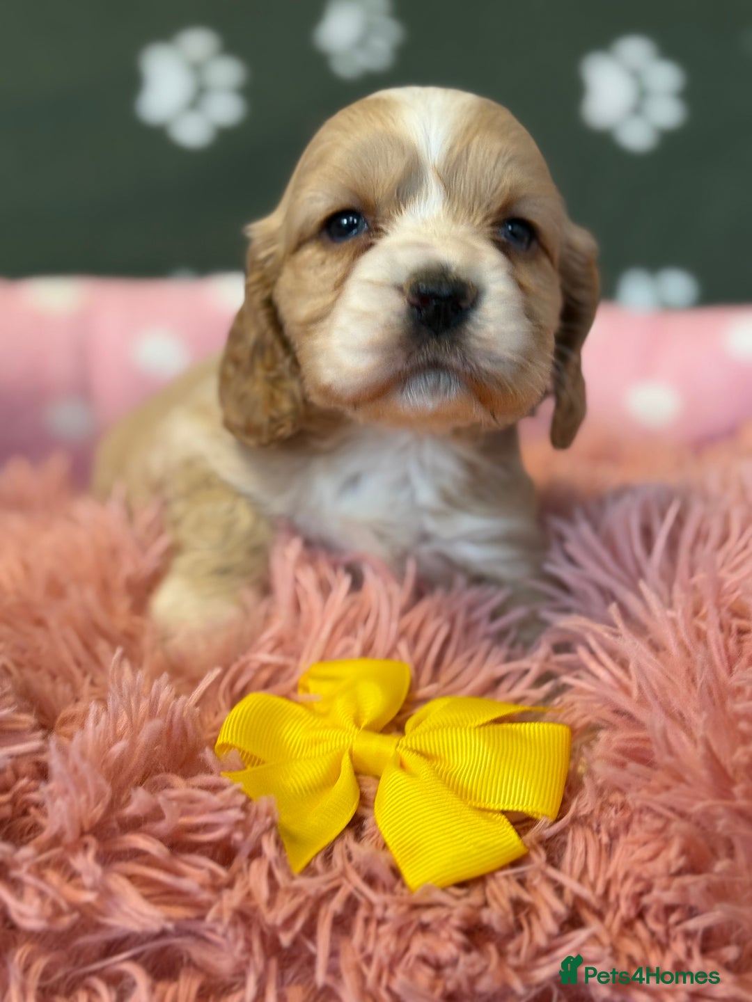 Cockapoo dogs for sale: F1 Cockapoo’s available  - Advert 13