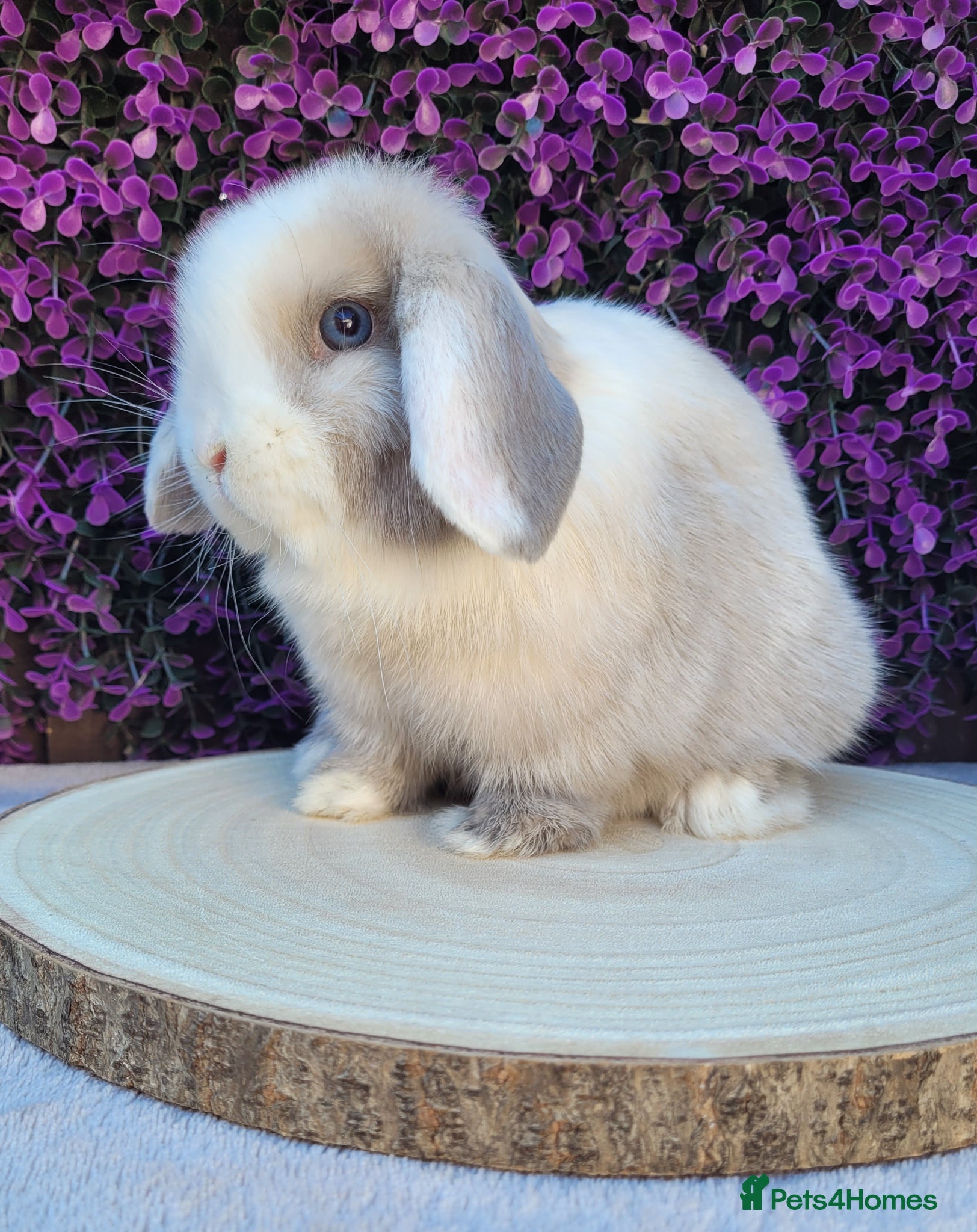 Mini Lop rabbits Beautiful Purebred Mini Lop Bunnies/ adult - Advert 1