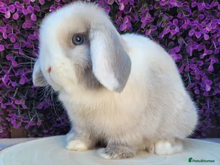Mini Lop rabbits Beautiful Purebred Mini Lop Bunnies/ adult - Advert 1
