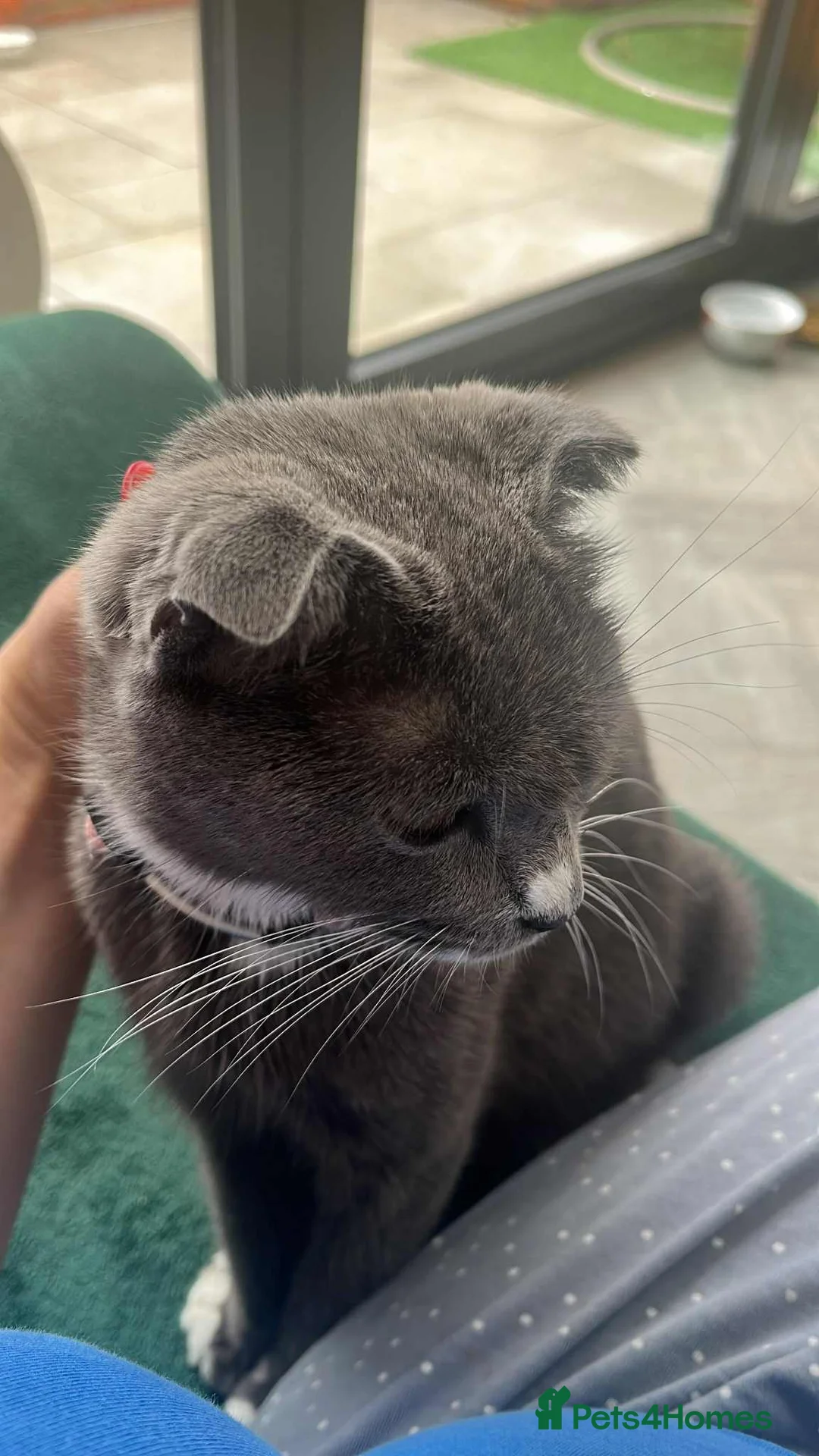 Mixed Breed cats for sale: She is Lili - Advert 1