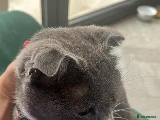 Mixed Breed cats She is Lili - Advert 1