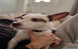 Jack Russell dogs for sale: Jack russel  - Image 1