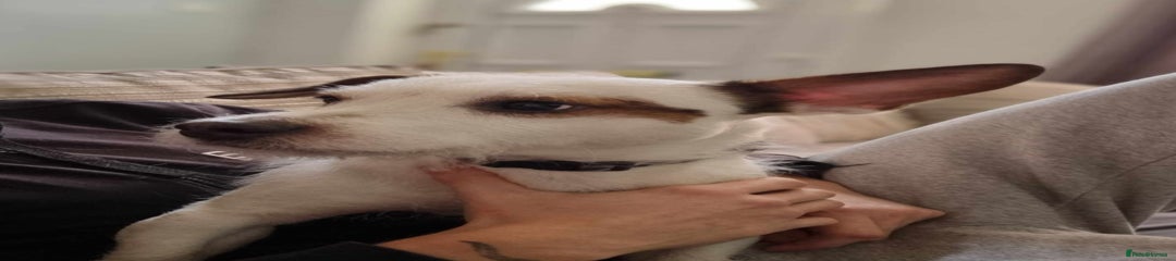 Jack Russell male
